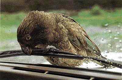 Kea Images
