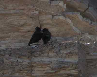 Corvus corax
